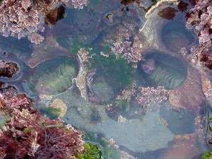 Tide Pool